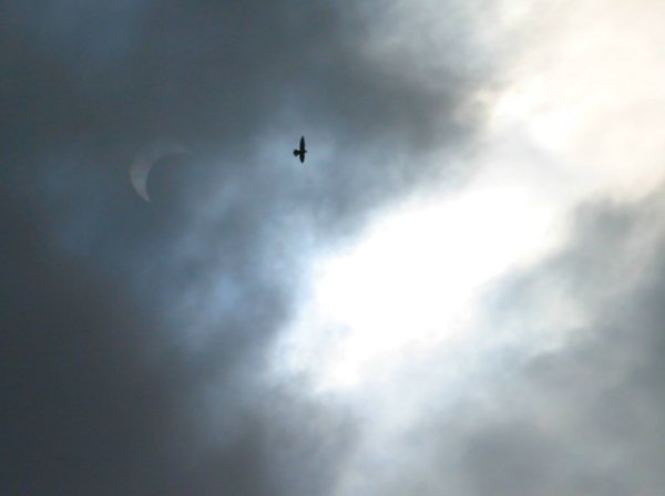 Img_4322-eclipse-oiseau.jpg (16913 octets)