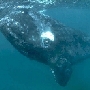 Baleine franche (de Biscaye)