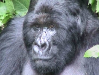 Gorilla gorilla gorilla (O.Centre Afrique) "Silver back"