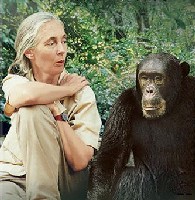 Jane Goodall et un chimpanzé.