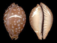 Cyprae leucodon (Cowry), one of the most beautiful seashell of my collection.