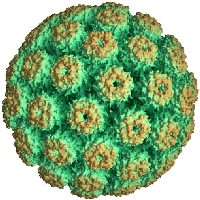 Polyomavirus SV40. Document Virusworld.