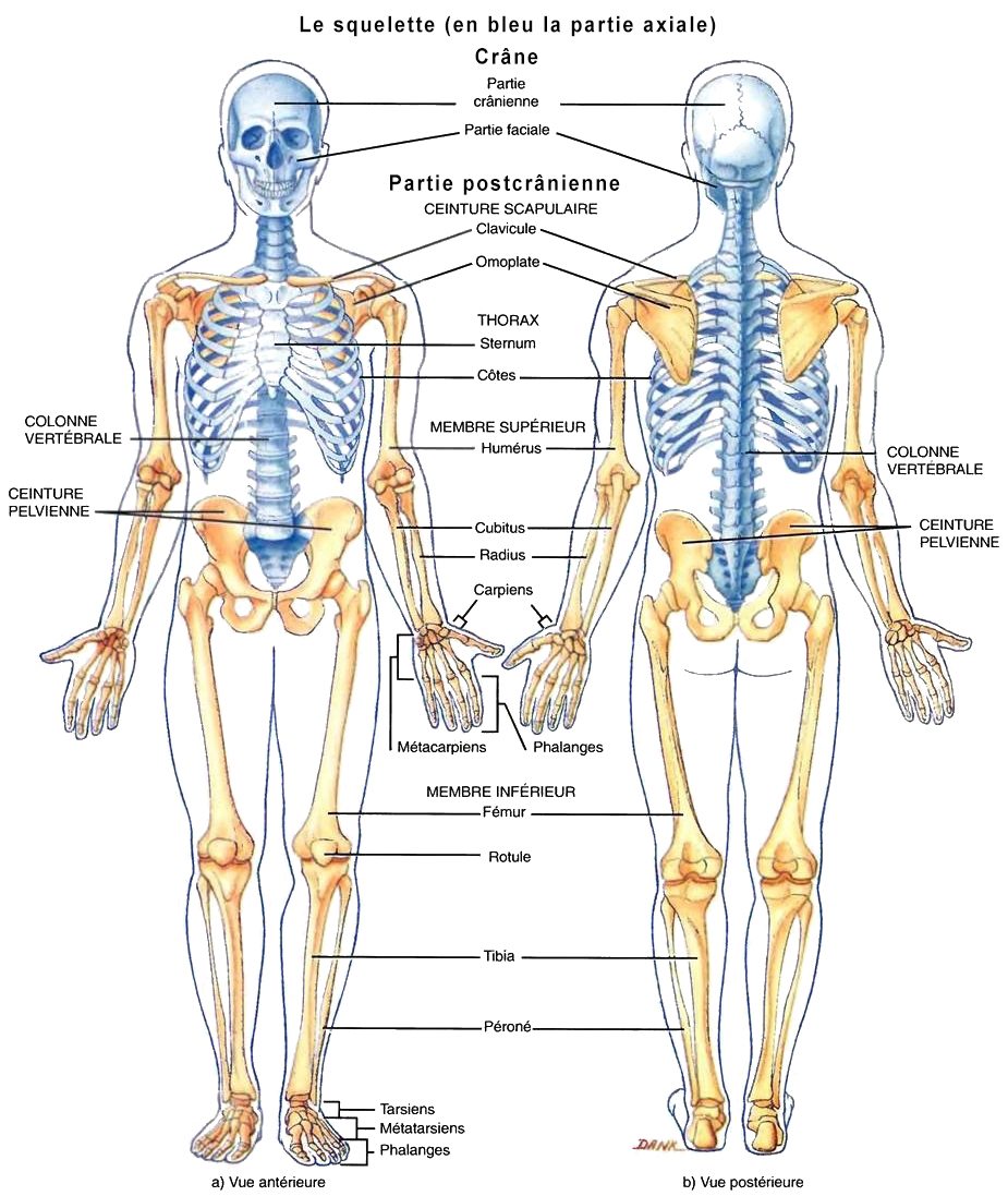 Biologie humaine - Anatomie du squelette