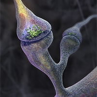 Synapses. Document de Graham Johnson publié dans "Scientific American".