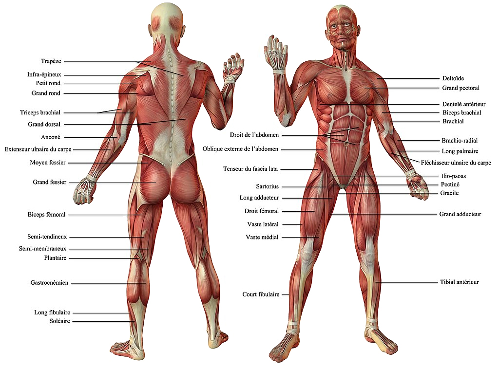 Muscles et tendons du bras – Média LAROUSSE