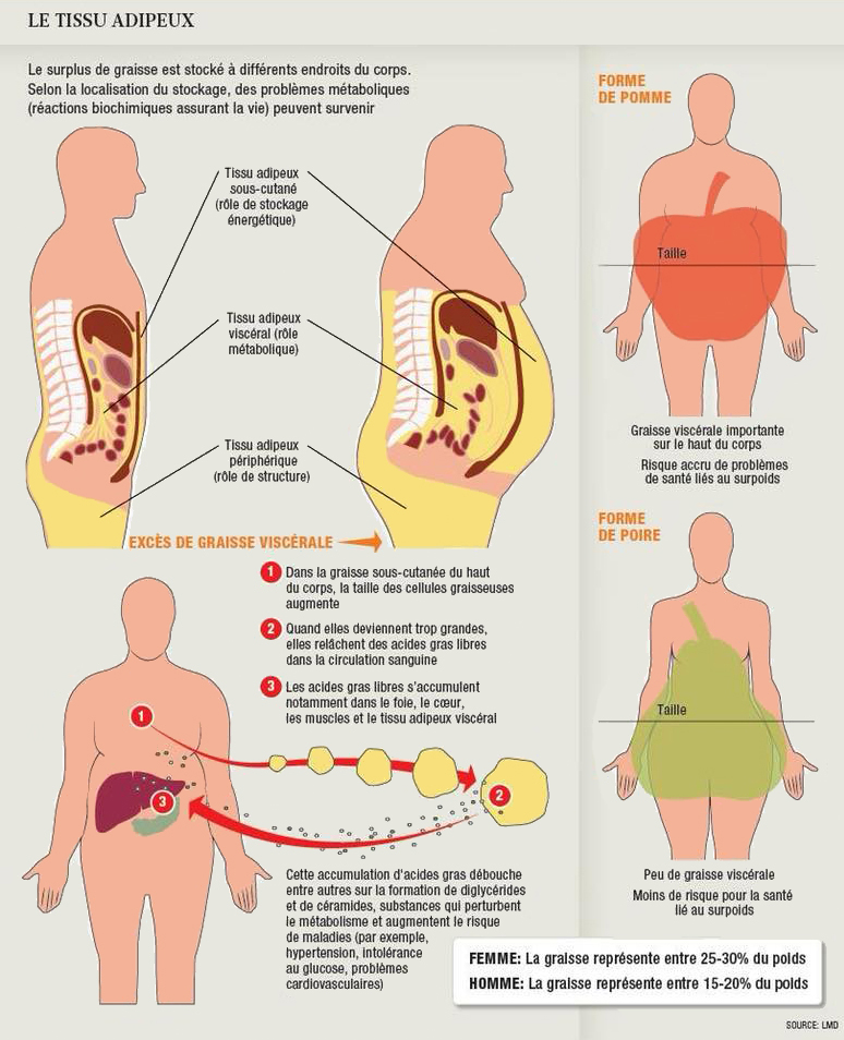 La graisse abdominale impliquée dans le cancer