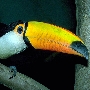 Toucan. Photo Smithsonian National Zoological Park.