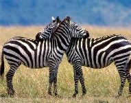 Zebra Burchelli (SO Afrique)