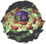 Structure schématique d'une cellule eucaryote. Document CUL/CPPE, http://www.cu.lu/labext/rcms/cppe/
