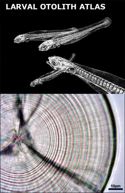 Photographic atlas of larval fish otolith