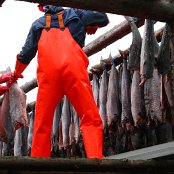 Le séchage des poissons à Sauðarkrókur.