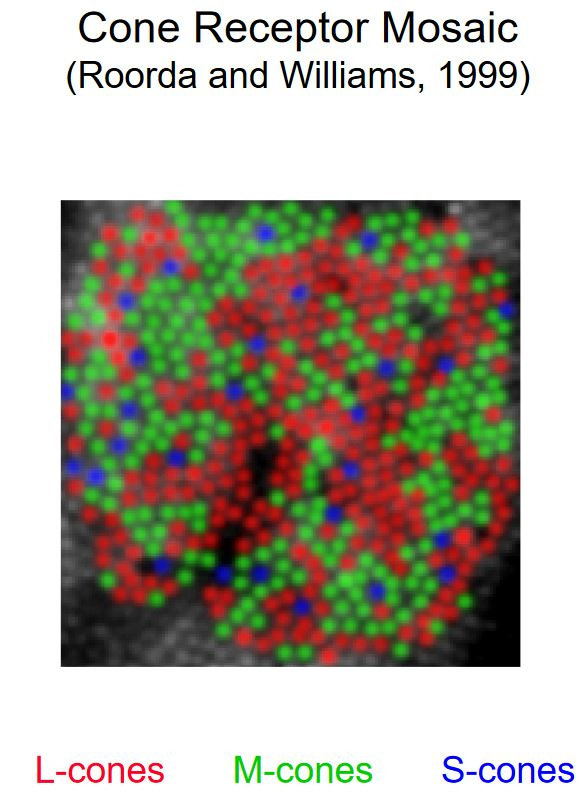 cones-mosaic.JPG.b1366348b9560d9a4b2a6bf7025d8110.JPG